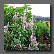 Salvia sclarea 2 (le jardin de la poterie Hillen) www.poterie.fr